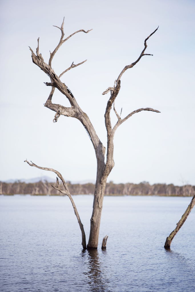 Landscape with Bare Tree and Lake